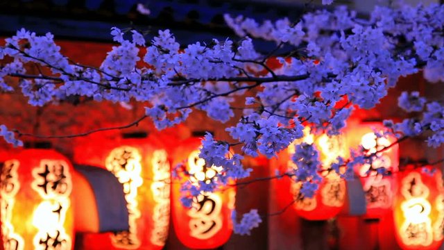 Evening. The branches of cherry blossoms against a background of Japanese lanterns.