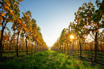 Colorful vineyard on a sunny day. Yellow colored leaves vine in autumn. © Rostislav Sedlacek