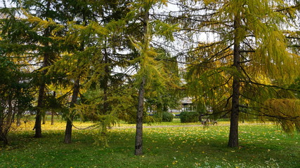 Forest in Russia Moscow