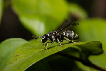 Macro, Insect on Leaf Selective Focus (Yellow Jackets).