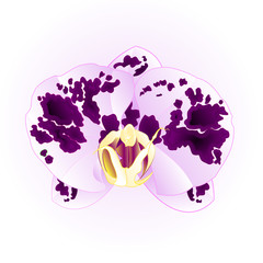 Orchid Phalaenopsis spotted Purple-white  beautiful flower closeup isolated vintage  vector illustration editable  hand draw