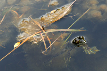 水面から顔を出すカエル
