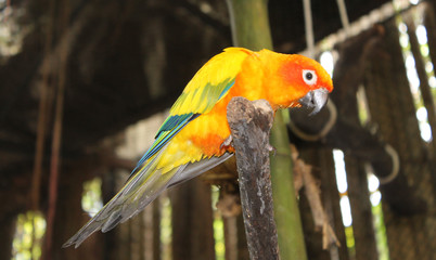 yellow orange parrot sits on a branch and looks down