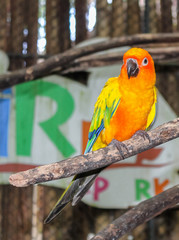 bird parrot smiles on a branch