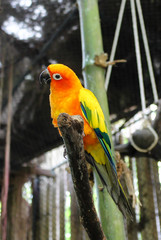 bird of bright color tipped his head