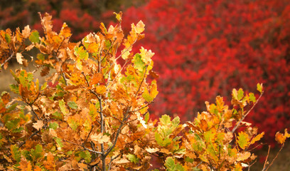 Colorful autumn leaves