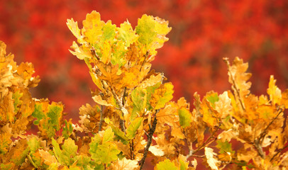 Colorful autumn leaves
