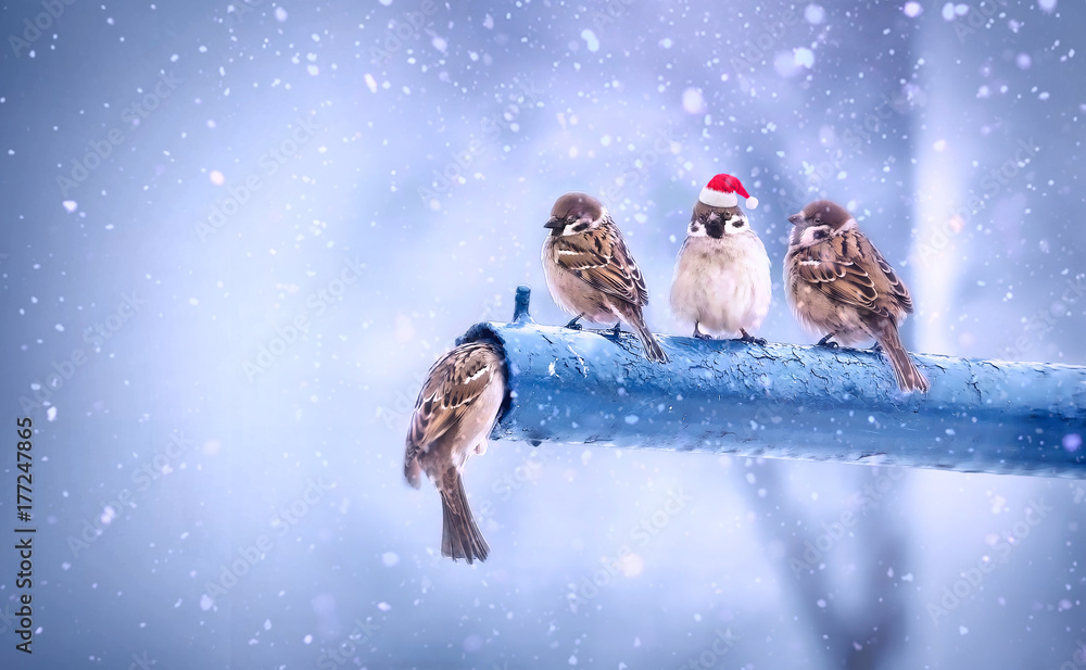 Poster cute funny merry christmas sparrows in the new year with a red cap with little red hats during a sno