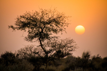 Sunset in the Desert