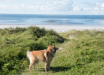 Belgischer Sch&auml;ferhund