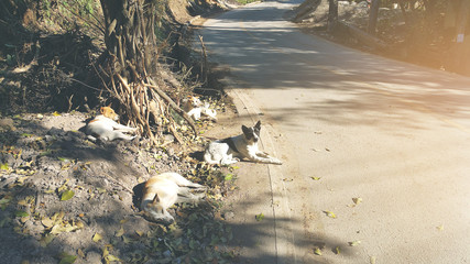 Street Dogs Sleep comfortably with sun is shining side of the road .