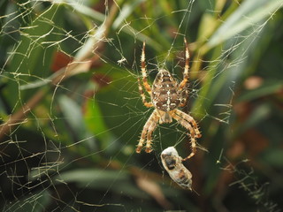 Spinne im Netz Nahaufnahme