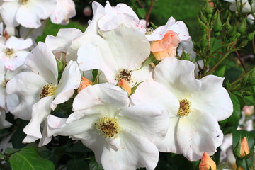 White dog rose flower