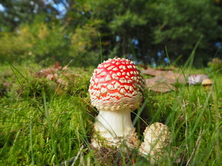 Fliegenpilz Nahaufnahme