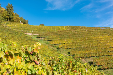 Vineyards in autumn. Autumnal landscape in the vineyards of Southern Germany on a sunny evening.