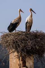 Couple of storks, perched on their nest.