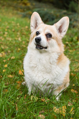corgi dog portrait
