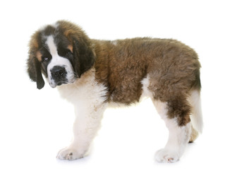 puppy saint bernard