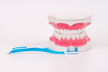 tooth model or dental model with colorful toothbrush