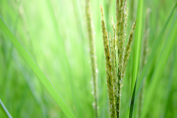 rice leaf on nature background.