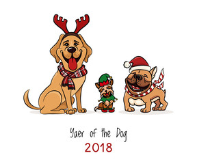 Fototapeta premium yorkshire terrier little assistant santa