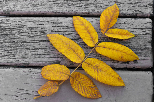 Beautiful yellow autumn leaf on a park bench