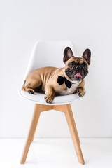 french bulldog sitting on chair