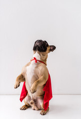 dog in superhero costume
