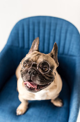 bulldog in eyeglasses on chair