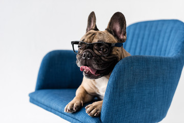 french bulldog in eyeglasses on chair