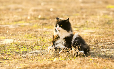 Obraz premium Portrait of a black cat on a raz natural background.