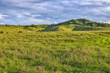 Fototapeta na wymiar Picturesque mountain sunny landscape of flowering meadow