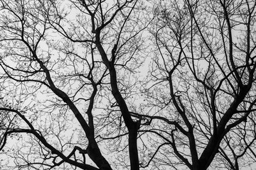 An oak black and white tonned background