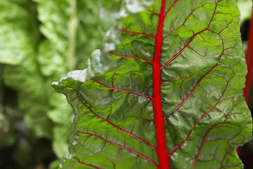 lettuce large chard leaves