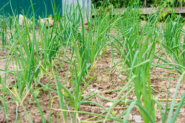 growing onion