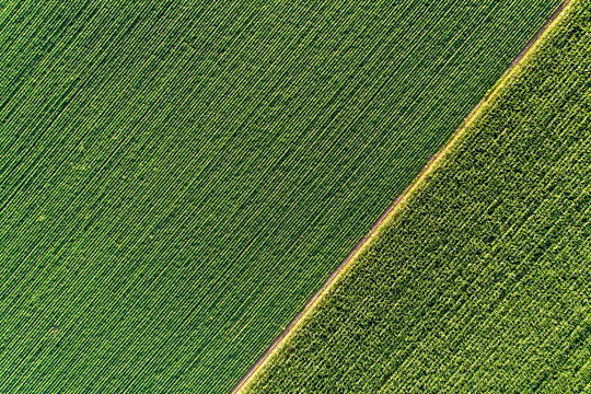 Top view of green diagonal rows of crops in field