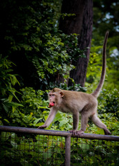 Young monkey climbing on wall