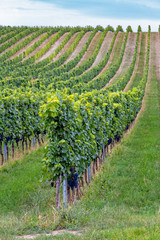 Fototapeta na wymiar Rows of grapes before harvesting, Austria, burgenland