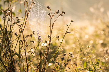 Spinnennetz im Altweibersommer Herbst