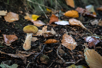 Small yellow – brown mushroom on a soil with fallen leaves and branches in Belgium.