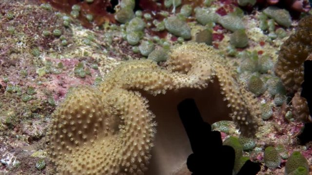Hard and soft coral underwater amazing seabed in Maldives. Unique video footage. Abyssal relax diving. Natural aquarium of sea and ocean. Beautiful animals.
