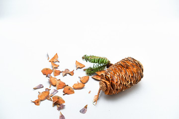 pine cones and spruce twigs for the new year and Christmas