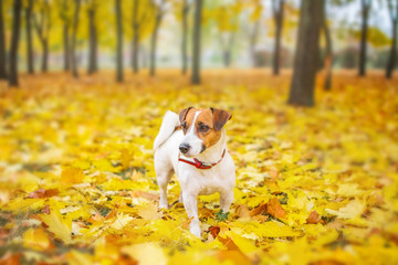 A small cute dog Jack Rassel Terrier walking in an beautiful autumn park on the fallen yellow maple leaves