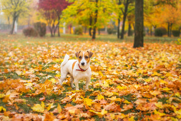 A small cute Jack Rassel Terrier walking in an beautiful autumn park on the fallen red and yellow maple leaves. The dog is looking at the camera