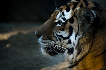 The portrait of Siberian tiger (Panthera tigris altaica), or Amur tiger, at sunset