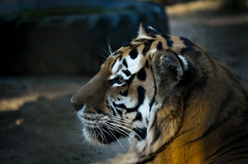 The portrait of Siberian tiger (Panthera tigris altaica), or Amur tiger, at sunset