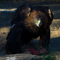 The golden eagle (Aquila chrysaetos) eating meat at sunset