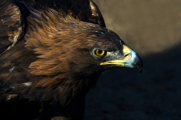 The portrait of golden eagle (Aquila chrysaetos) at sunset