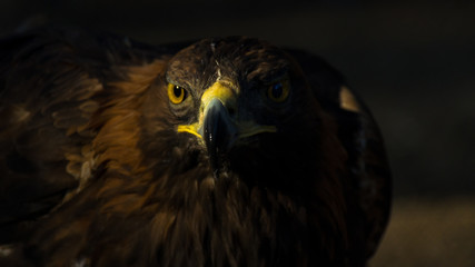 The portrait of golden eagle (Aquila chrysaetos) at sunset