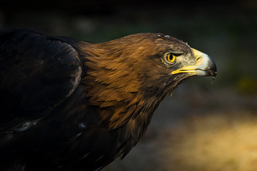 The portrait of golden eagle (Aquila chrysaetos) at sunset